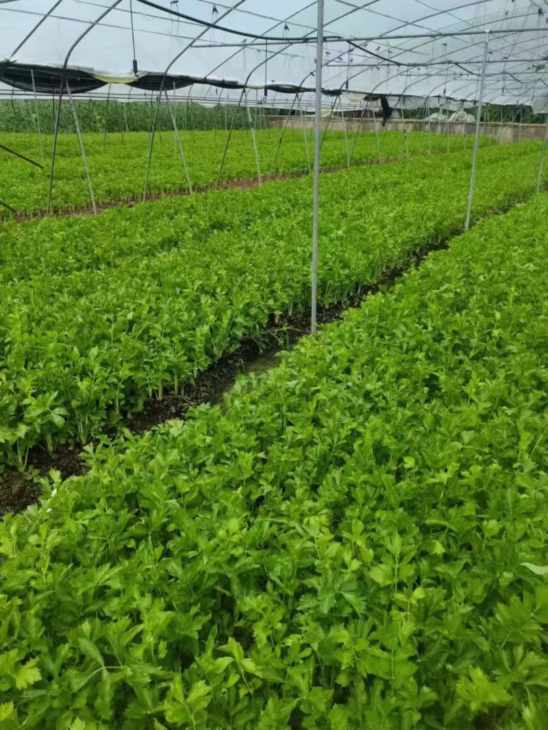 四川乐山自贡基地批发芹菜。白芹菜大量上市大吉的货