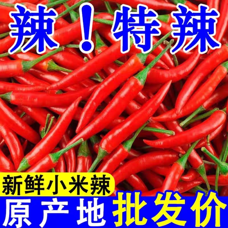 河南精品新鲜小米辣鲜辣椒原产地批发价一手货源新鲜饱满