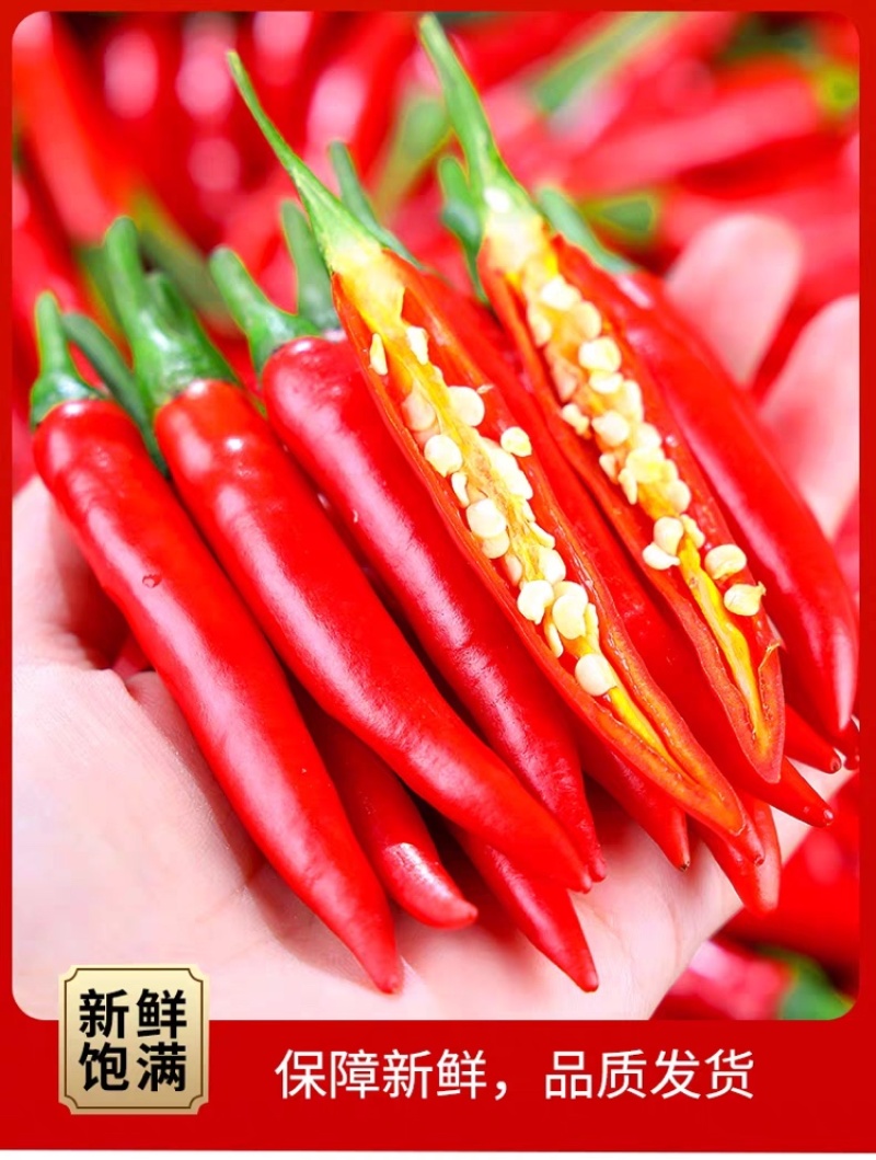 河南精品新鲜小米辣鲜辣椒原产地批发价一手货源新鲜饱满
