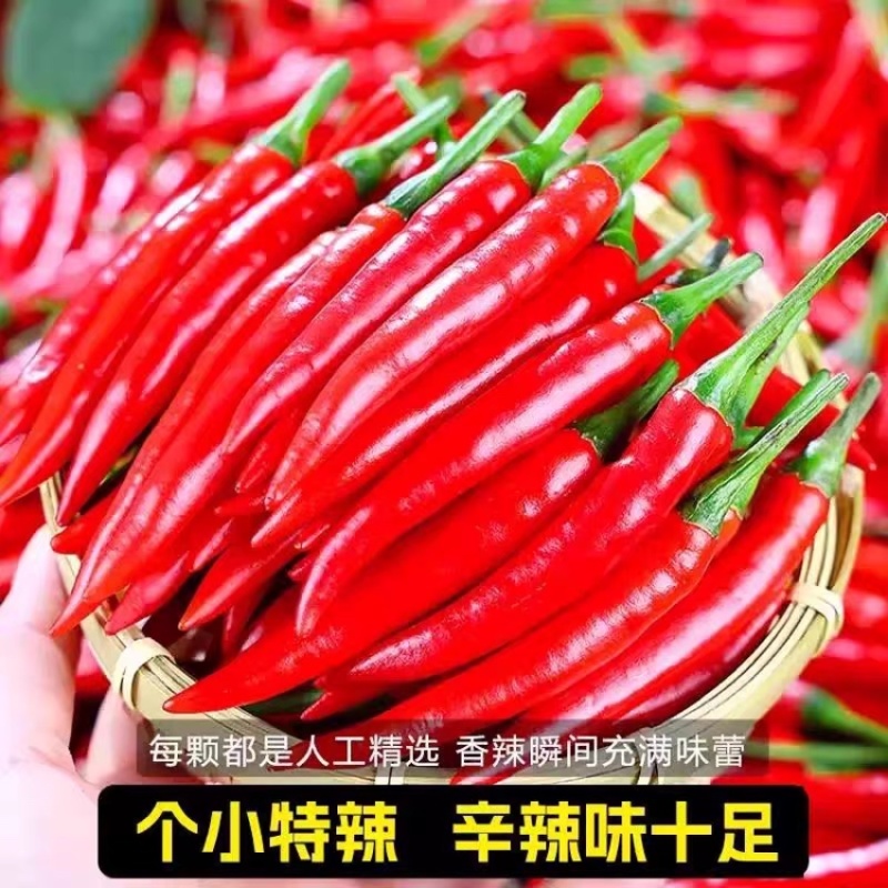 河南精品新鲜小米辣鲜辣椒原产地批发价一手货源新鲜饱满