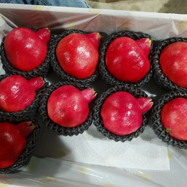 今年石榴好得很速度速度