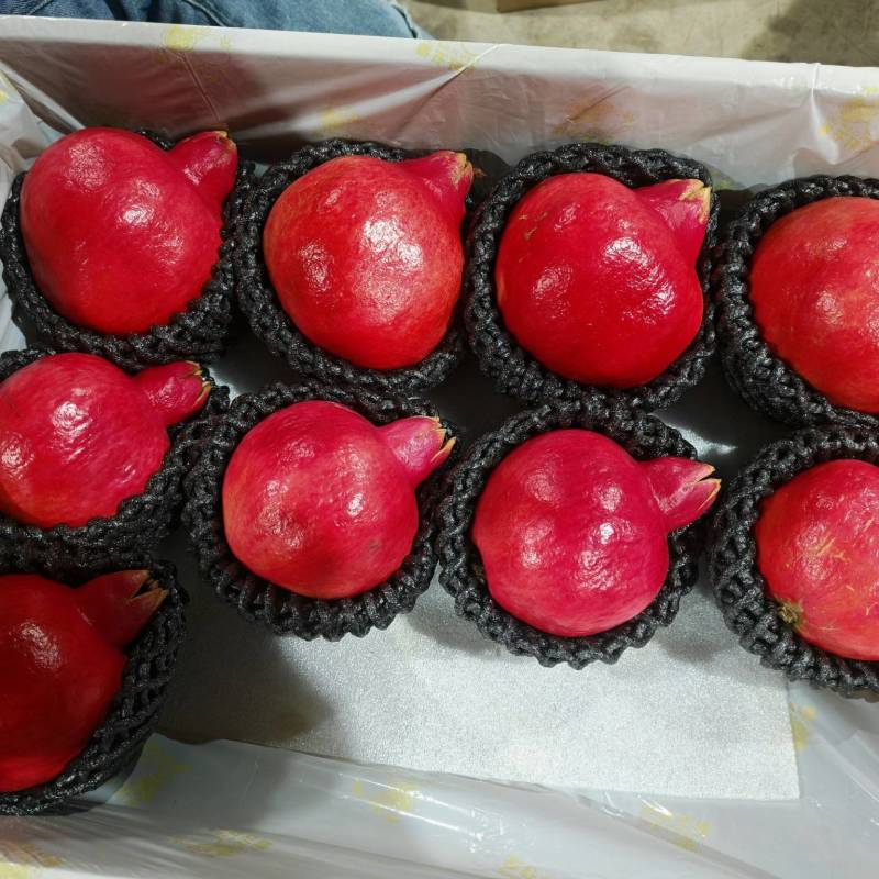 今年石榴好得很速度速度
