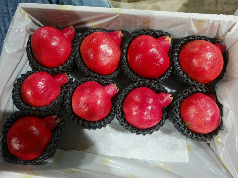 今年石榴好得很速度速度