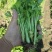 法国皇后芹菜苗常年大量现苗。有想种芹菜的老板可以联系我