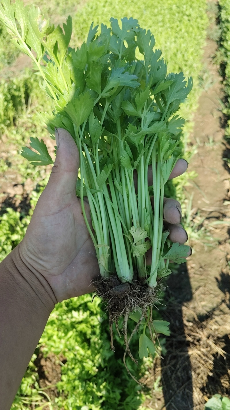 法国皇后芹菜苗常年大量现苗。有想种芹菜的老板可以联系我