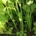 法国皇后芹菜苗常年大量现苗。有想种芹菜的老板可以联系我