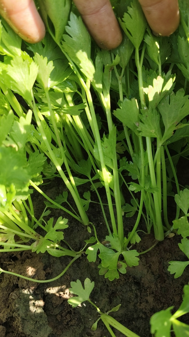 法国皇后芹菜苗常年大量现苗。有想种芹菜的老板可以联系我