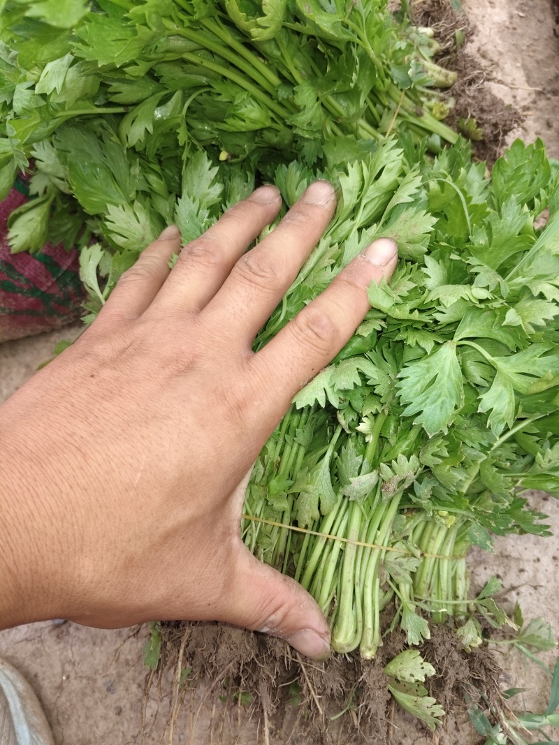 法国皇后芹菜苗常年大量现苗。有想种芹菜的老板可以联系我
