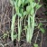 法国皇后芹菜苗常年大量现苗。有想种芹菜的老板可以联系我