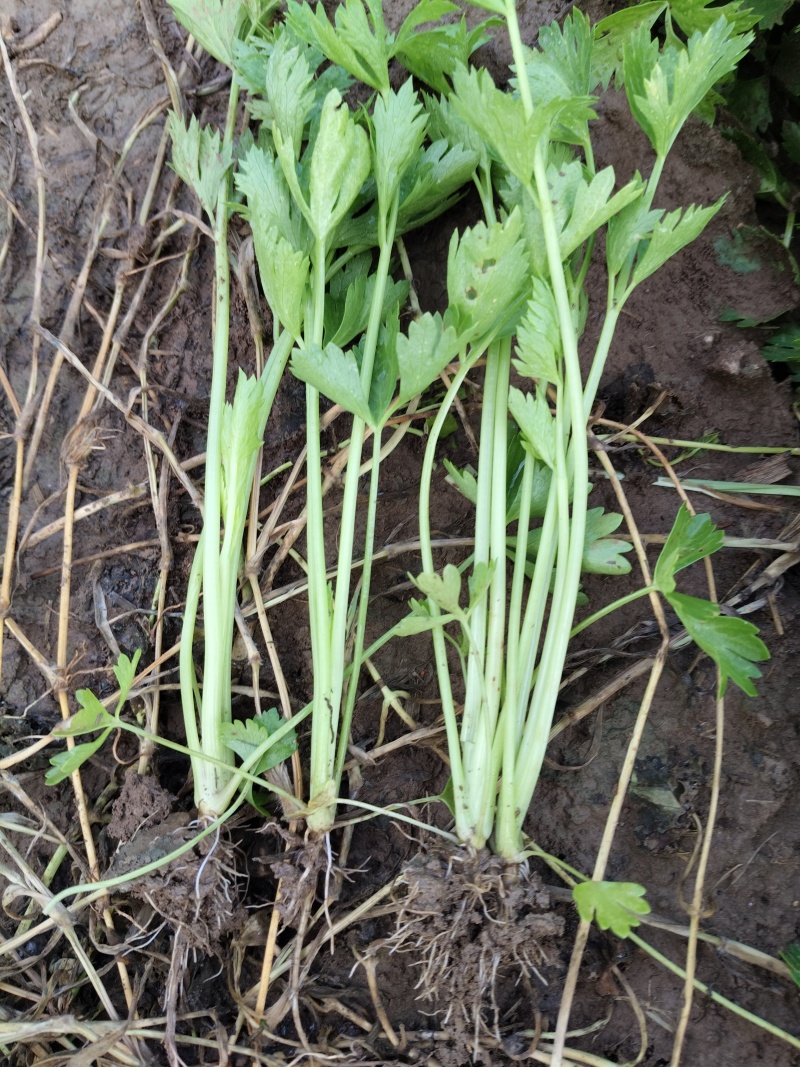 法国皇后芹菜苗常年大量现苗。有想种芹菜的老板可以联系我