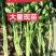 法国皇后芹菜苗常年大量现苗。有想种芹菜的老板可以联系我