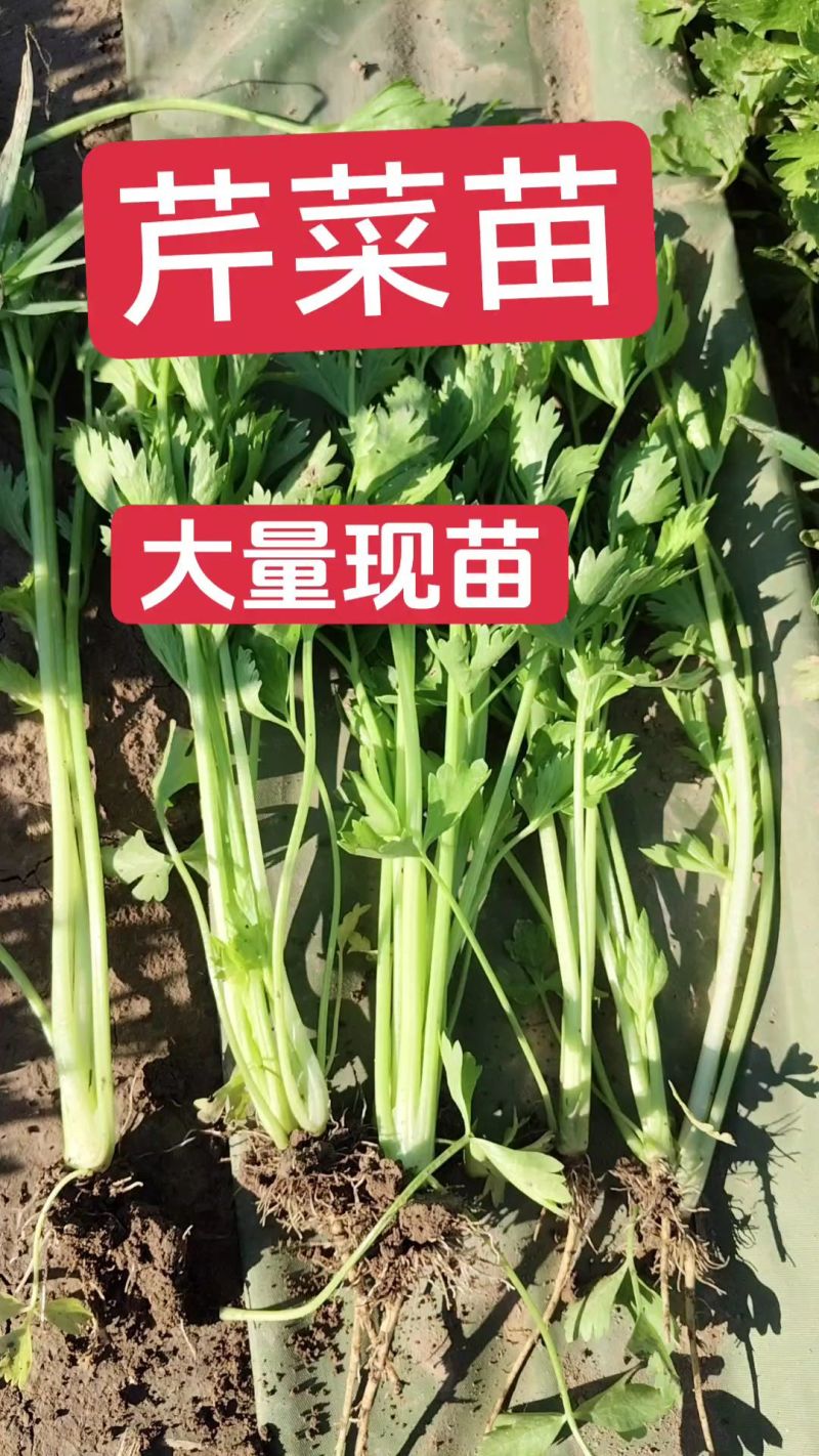 法国皇后芹菜苗常年大量现苗。有想种芹菜的老板可以联系我