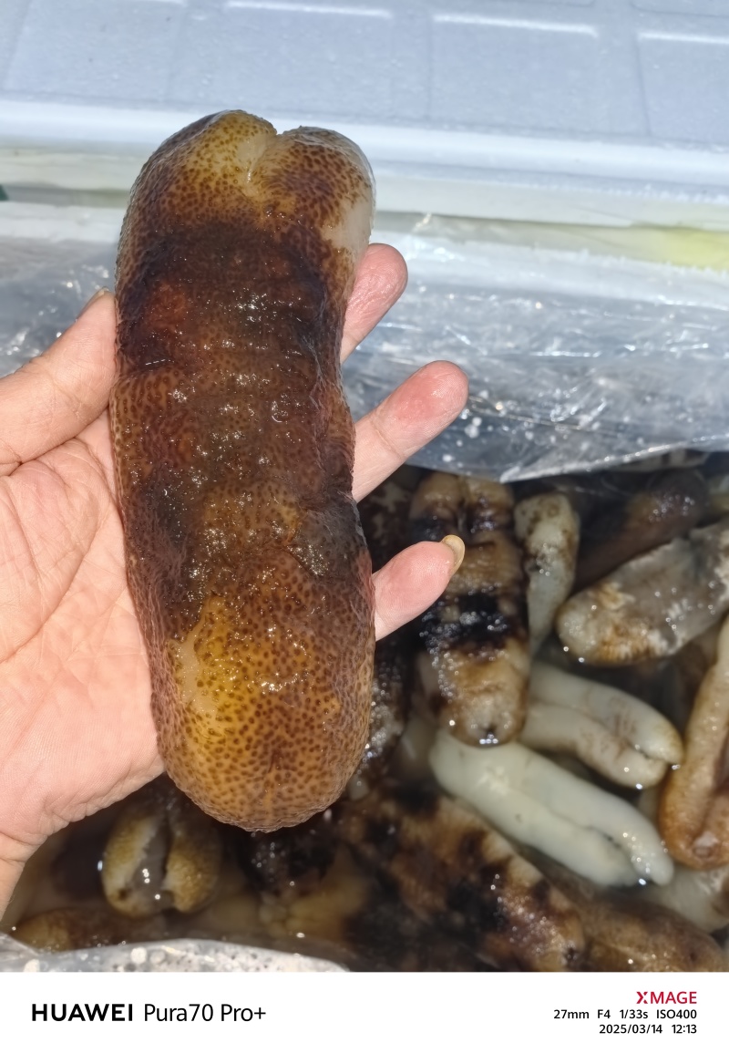 大赤海参可定制泡发大中小规格齐全