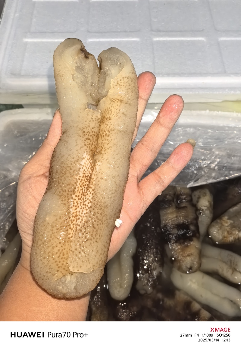 大赤海参可定制泡发大中小规格齐全