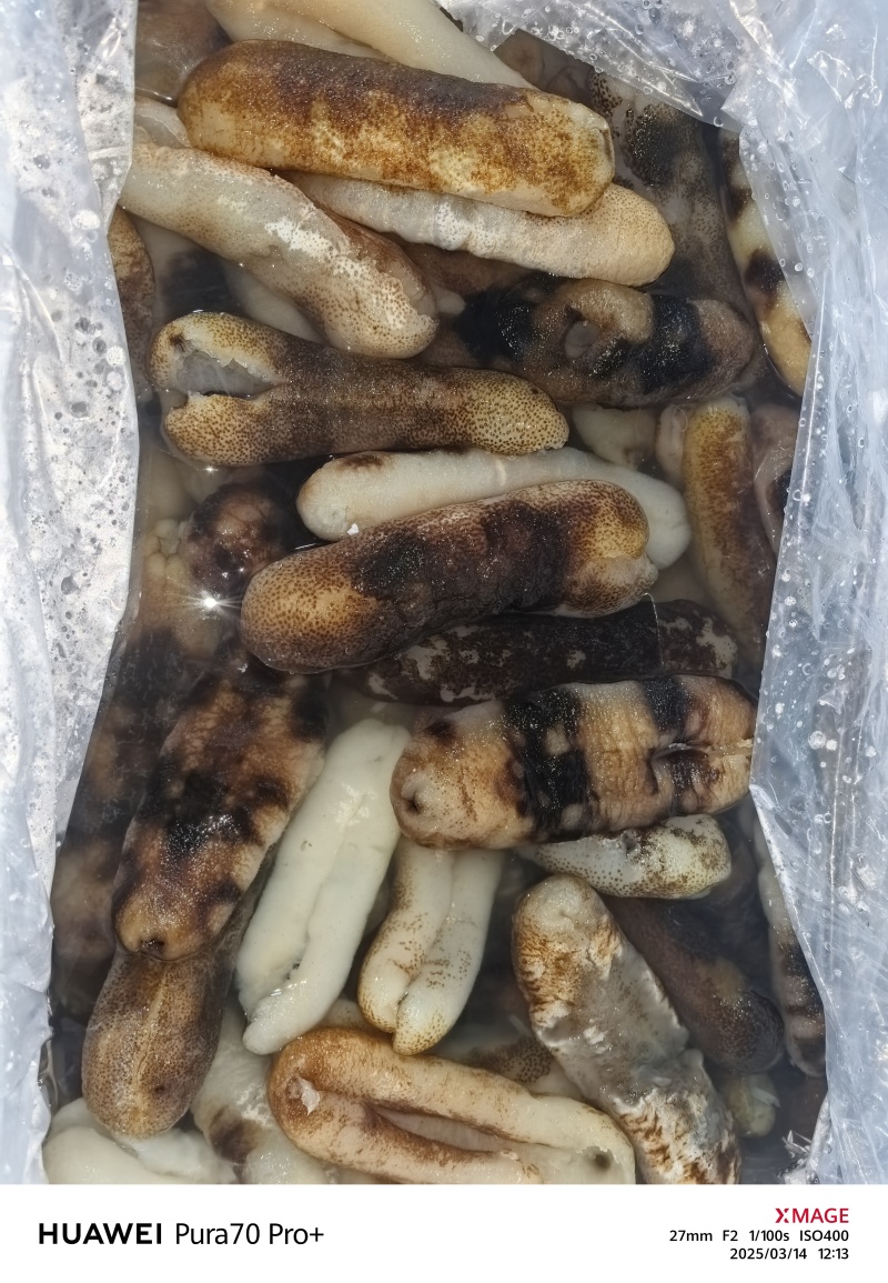 大赤海参可定制泡发大中小规格齐全