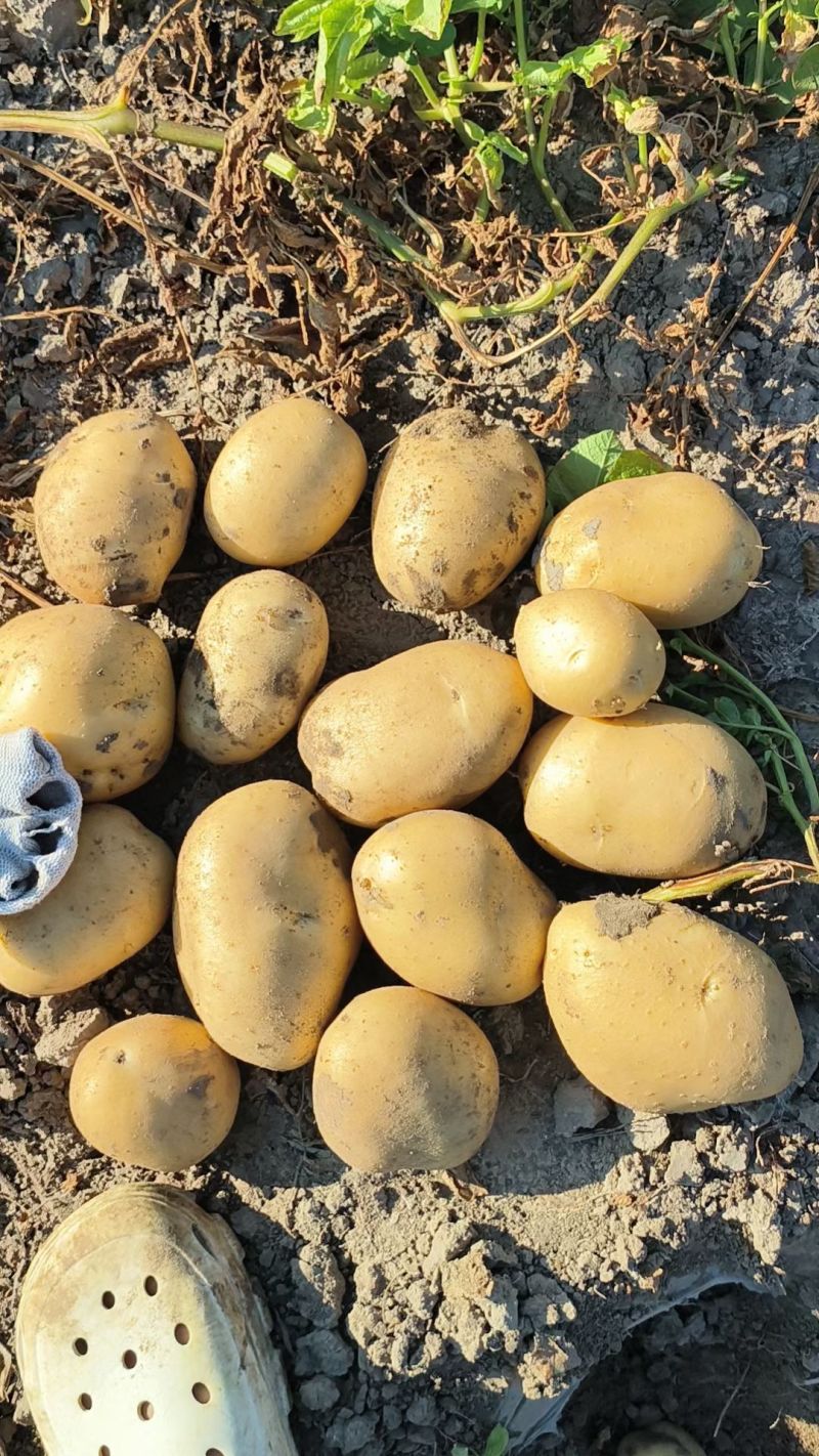东北土豆吉林土豆尤金885土豆黑土地土豆品质高价实惠