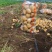 东北土豆吉林土豆尤金885土豆黑土地土豆品质高价实惠