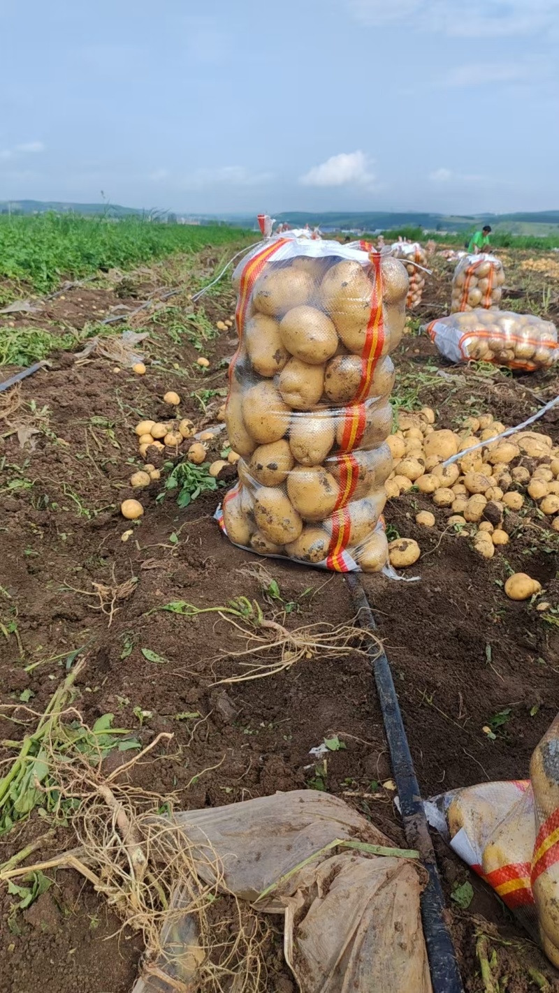 东北土豆吉林土豆尤金885土豆黑土地土豆品质高价实惠