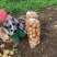 东北土豆吉林土豆尤金885土豆黑土地土豆品质高价实惠