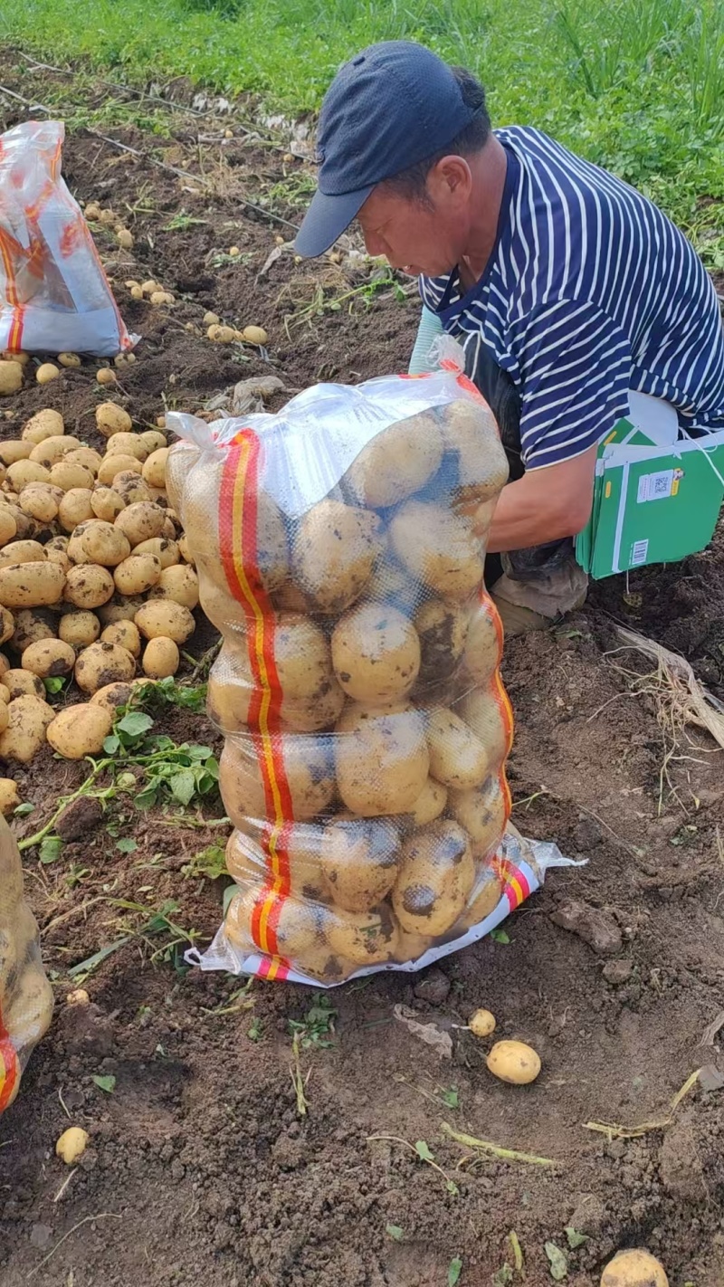 东北土豆吉林土豆尤金885土豆黑土地土豆品质高价实惠