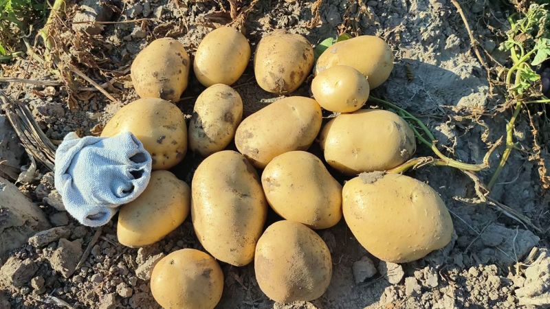 实验一号土豆东北土豆鲜土豆产地直销支持远程视频看货质量三包