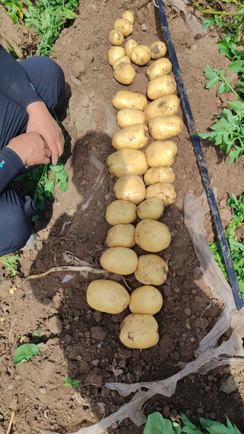 实验一号土豆东北土豆鲜土豆产地直销支持远程视频看货质量三包