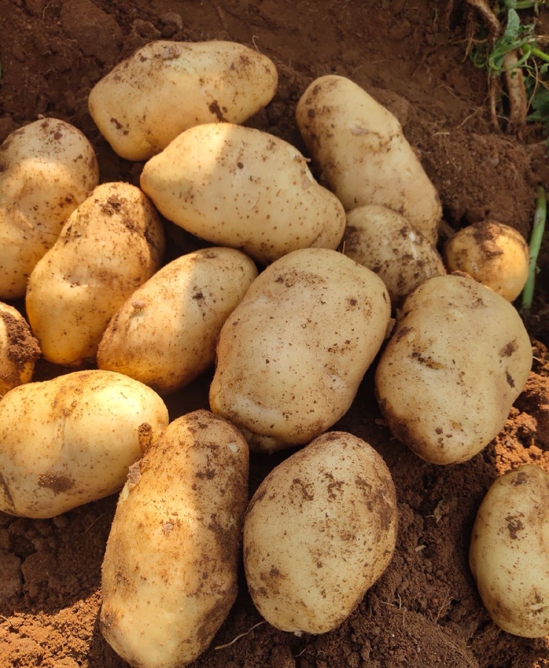 《226土豆&黄心土豆》内蒙古土豆新土豆产地代发全国