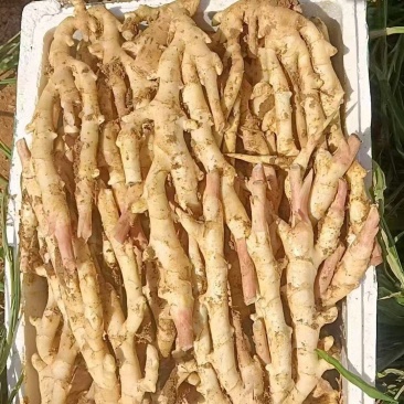 四川子姜