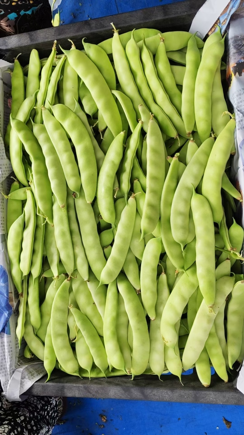 热卖吉林大油豆角东北油豆角现摘现发可拼车价格实惠欢迎联系