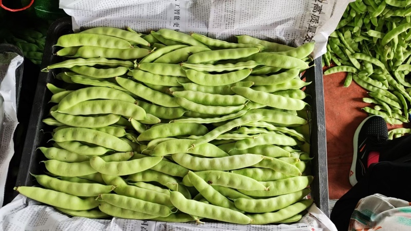 热卖吉林大油豆角东北油豆角现摘现发可拼车价格实惠欢迎联系