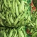 热卖吉林大油豆角东北油豆角现摘现发可拼车价格实惠欢迎联系