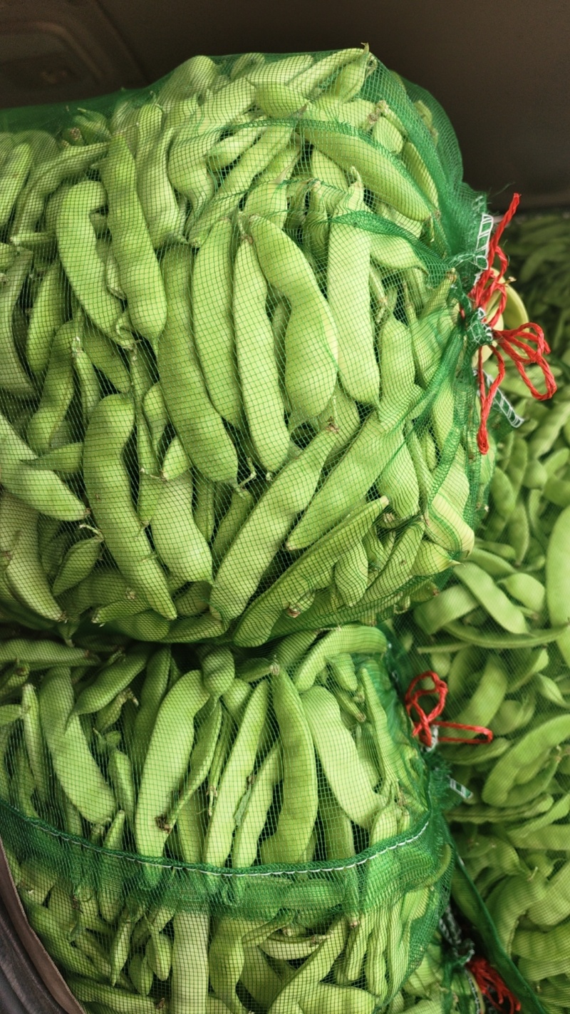 热卖吉林大油豆角东北油豆角现摘现发可拼车价格实惠欢迎联系