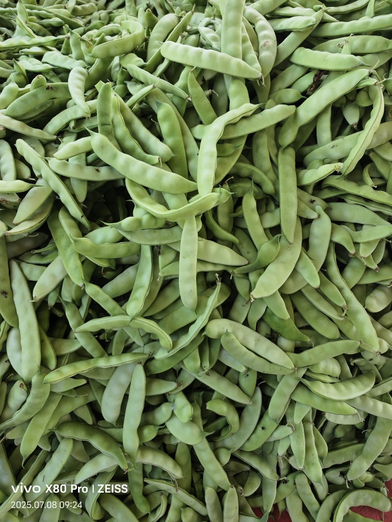 热卖吉林大油豆角东北油豆角现摘现发可拼车价格实惠欢迎联系