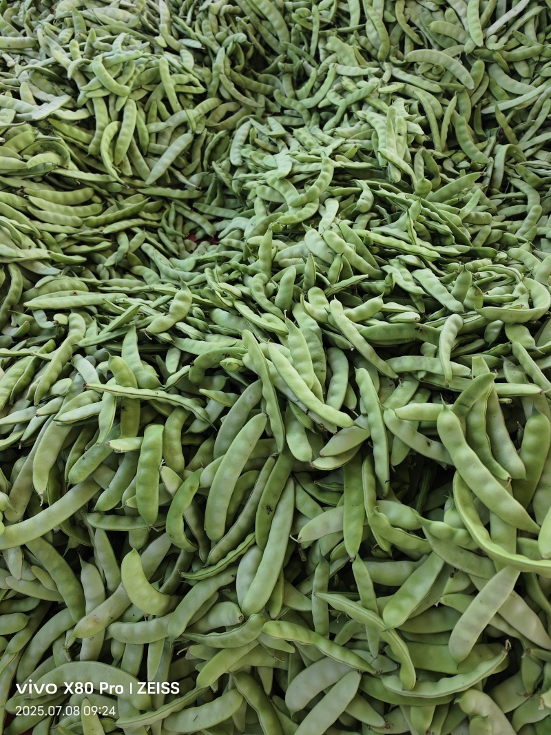 热卖吉林大油豆角东北油豆角现摘现发可拼车价格实惠欢迎联系
