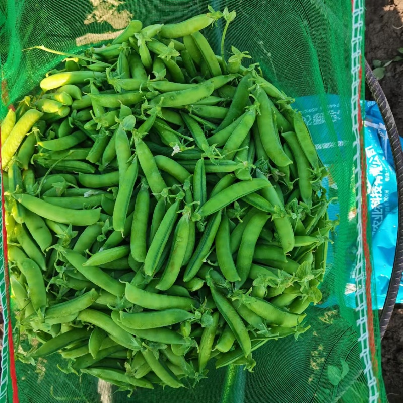 豌豆青豌豆上市了当季鲜货价格实惠量大价优欢迎联系