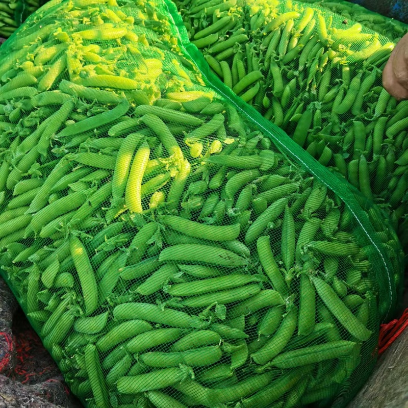 豌豆青豌豆上市了当季鲜货价格实惠量大价优欢迎联系
