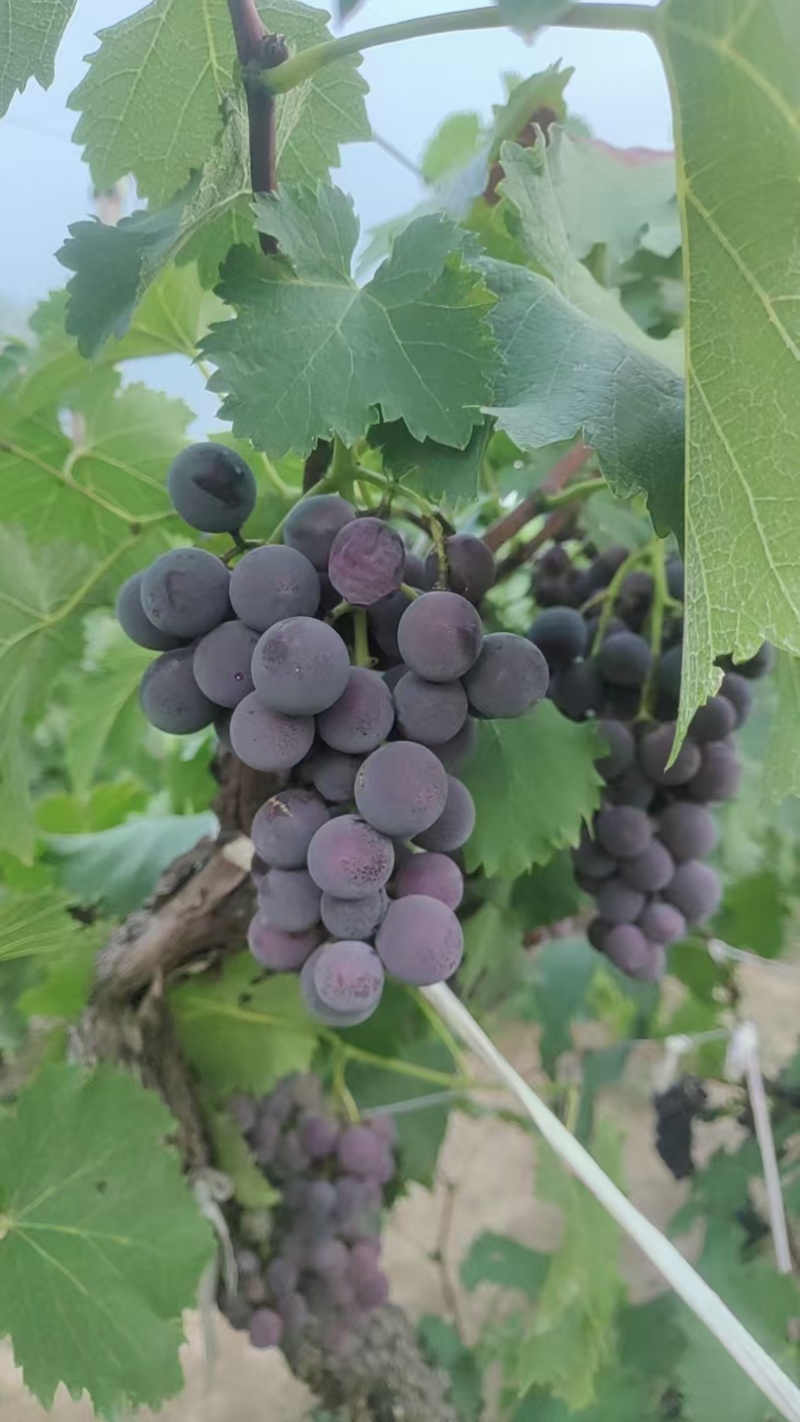 巨峰葡萄当季现摘新鲜多汁酸甜可口现货现发大量供应