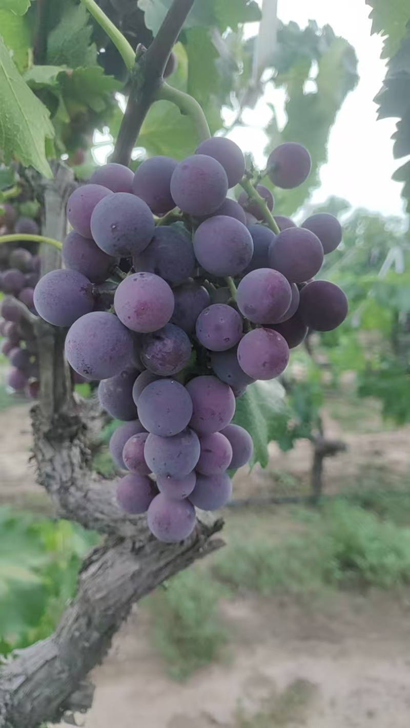 巨峰葡萄当季现摘新鲜多汁酸甜可口现货现发大量供应