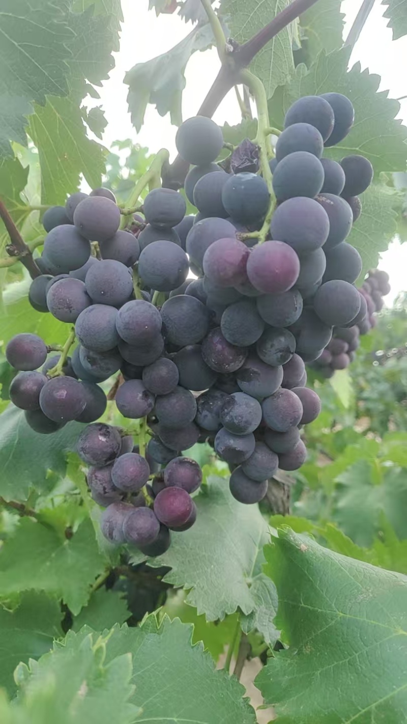 巨峰葡萄当季现摘新鲜多汁酸甜可口现货现发大量供应