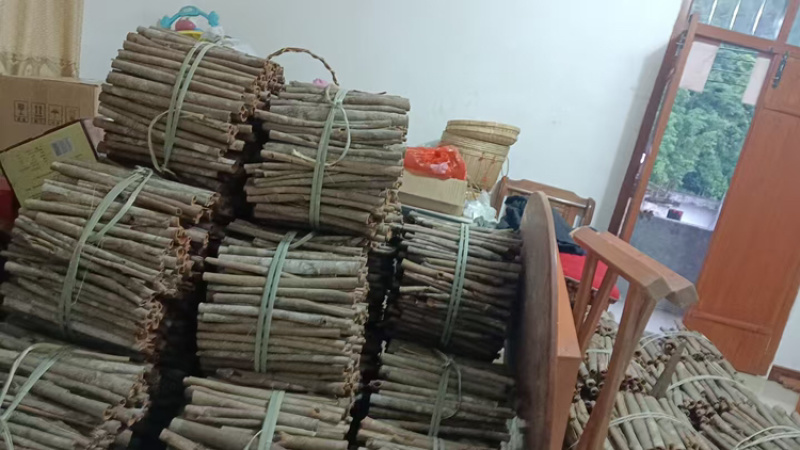 广东云开肉桂批发零售，欢迎来电咨询