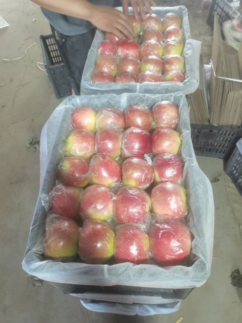 8月15号美八苹果大量上市，**质量产地，果型好，口感佳，