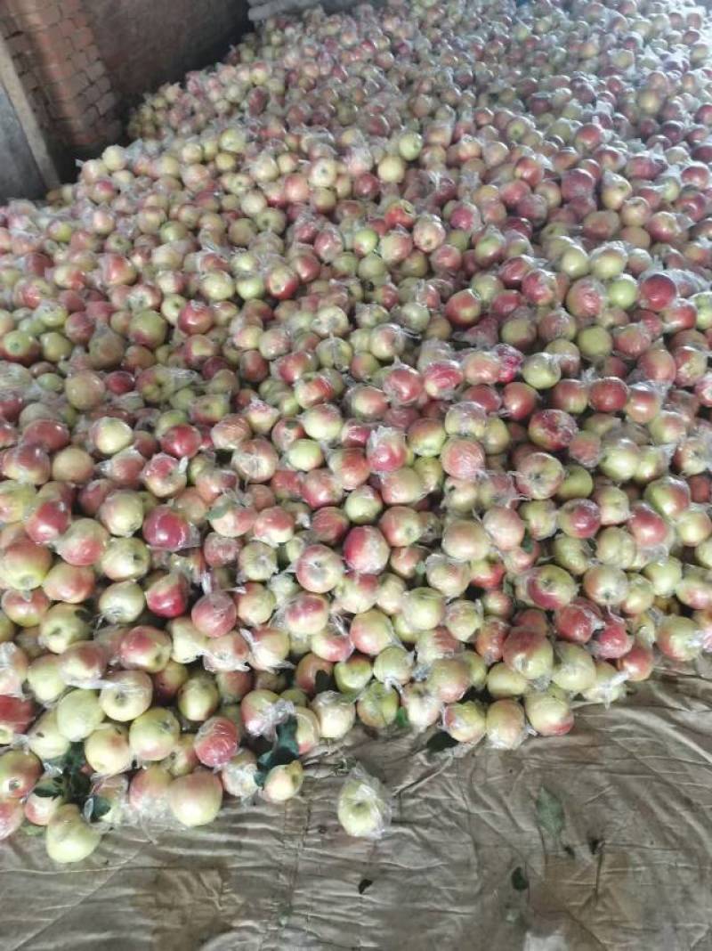 8月15号美八苹果大量上市，**质量产地，果型好，口感佳，