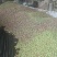 小脆红李子小脆红李对接全国电商市场商超可视频
