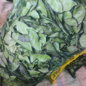 绿豆角猪耳豆