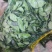 绿豆角猪耳豆