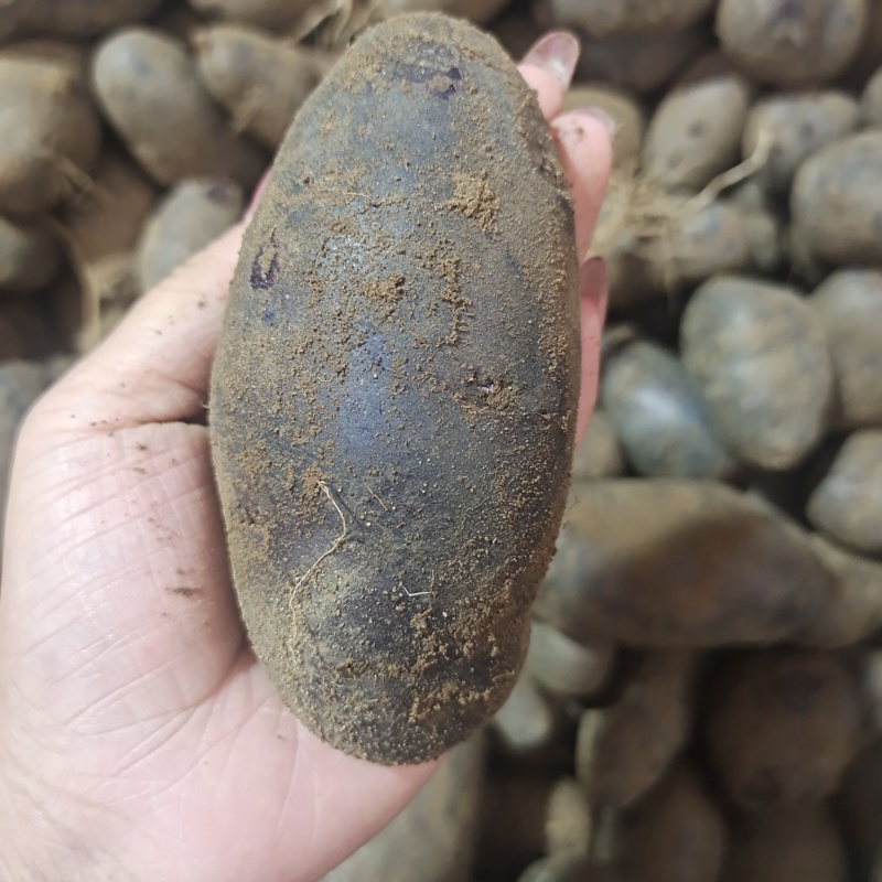 黑土豆&新鲜黑金刚/当季土豆/马铃薯黑洋芋/产地代发全国