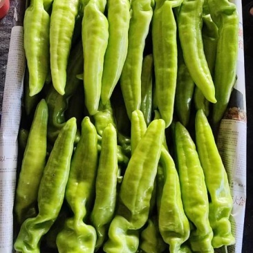 尖椒大量上市，价格便宜，质量好