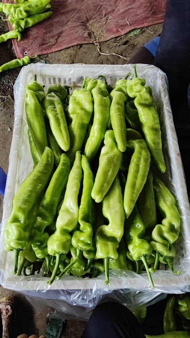 尖椒大量上市，价格便宜，质量好