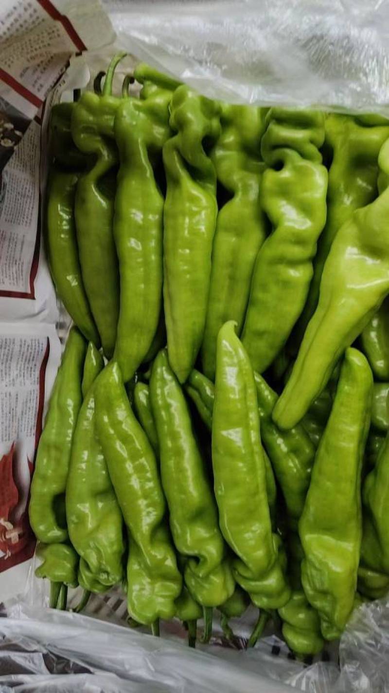 尖椒大量上市，价格便宜，质量好