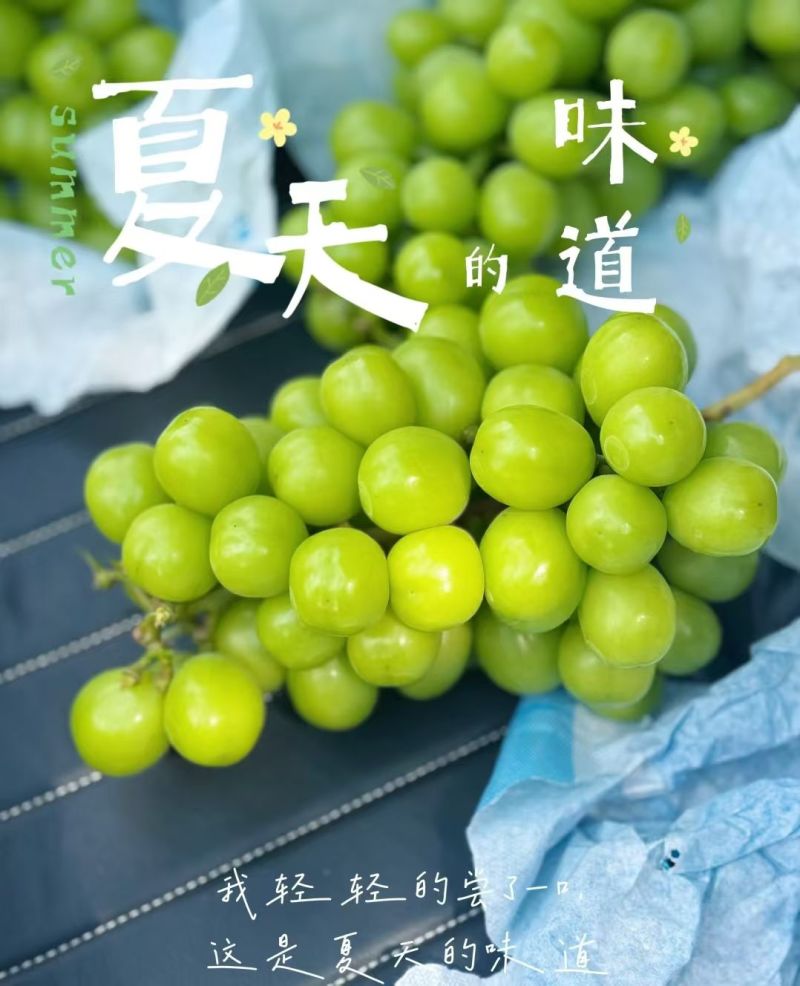 阳光玫瑰